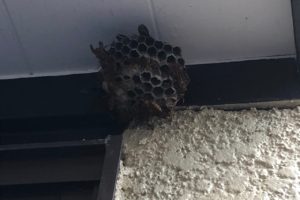 東京都杉並区ハクビシン駆除実績  害獣プロテクトブログ