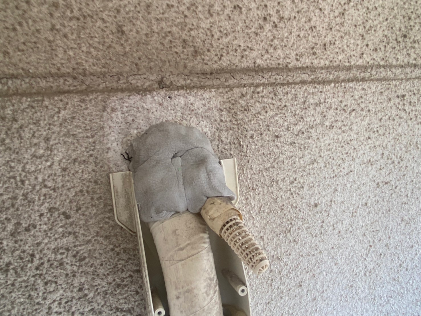 大阪府泉佐野市コウモリ駆除実績 害獣プロテクトブログ