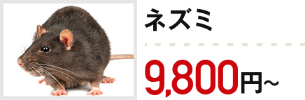 ネズミ：9,800円～