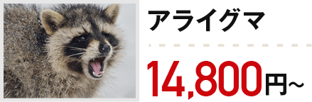 アライグマ：14,800円～