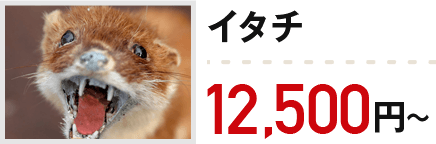 イタチ：12,500円～