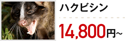 ハクビシン：14,800円～