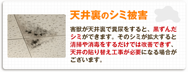 【天井裏のシミ被害】害獣が天井裏で糞尿をすると、黒ずんだシミができます。そのシミが拡大すると清掃や消毒をするだけでは改善できず、天井の貼り替え工事が必要になる場合がございます。