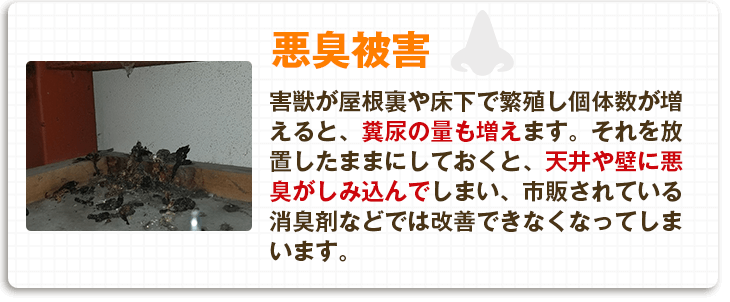 【悪臭被害】害獣が屋根裏や床下で繁殖し個体数が増えると、糞尿の量も増えます。それを放置したままにしておくと、天井や壁に悪臭がしみ込んでしまい、市販されている消臭剤などでは改善できなくなってしまいます。