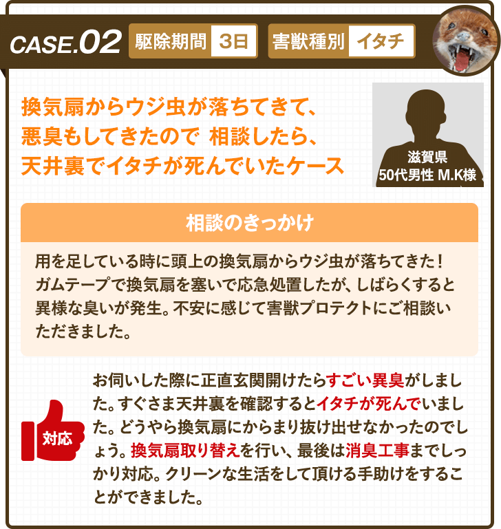 ケース2：換気扇からウジ虫が落ちてきて、悪臭もしてきたので相談したら、天井裏でイタチが死んでいたケース
				地域：滋賀県
				年代：50代 男性
				イニシャル：M・K

				・駆除期間3日
				・害獣種別イタチ

				＜相談のきっかけ＞
				用を足している時に頭上の換気扇からウジ虫が落ちてきた！
				ガムテープで換気扇を塞いで応急処置したが、しばらくすると異様な臭いが発生。不安に感じて害獣プロテクトにご相談いただきました。

				＜害獣プロテクトの対応＞
				お伺いした際に正直玄関開けたらすごい異臭がしました。すぐさま天井裏を確認するとイタチが死んでいました。どうやら換気扇にからまり抜け出せなかったのでしょう。換気扇取り替えを行い、最後は消臭工事までしっかり対応。クリーンな生活をして頂ける手助けをすることができました。