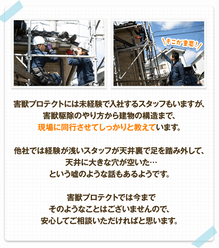 害獣プロテクトには未経験で入社するスタッフもいますが、害獣駆除のやり方から建物の構造まで、現場に同行させてしっかりと教えています。他社では経験が浅いスタッフが天井裏で足を踏み外して、天井に大きな穴が空いた…という嘘のような話もあるようです。害獣プロテクトでは今までそのようなことはございませんので、安心してご相談いただければと思います。