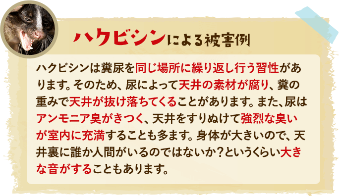 ハクビシンによる被害例：ハクビシンは糞尿を同じ場所に繰り返し行う習性があります。そのため、尿によって天井の素材が腐り、糞の重みで天井が抜け落ちてくることがあります。また、尿はアンモニア臭がきつく、天井をすりぬけて強烈な臭いが室内に充満することも多ます。身体が大きいので、天井裏に誰か人間がいるのではないか？というくらい大きな音がすることもあります。