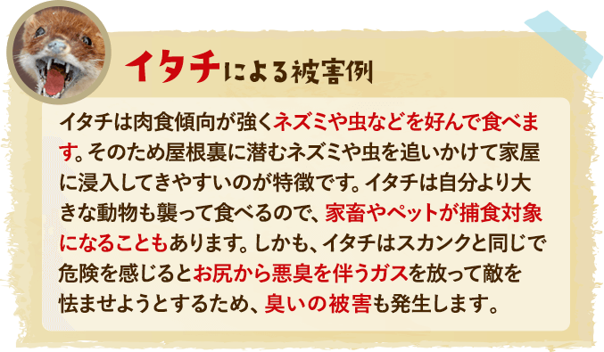 イタチによる被害例：イタチは肉食傾向が強くネズミや虫などを好んで食べます。そのため屋根裏に潜むネズミや虫を追いかけて家屋に浸入してきやすいのが特徴です。イタチは自分より大きな動物も襲って食べるので、家畜やペットが捕食対象になることもあります。しかも、イタチはスカンクと同じで危険を感じるとお尻から悪臭を伴うガスを放って敵を怯ませようとするため、臭いの被害も発生します。