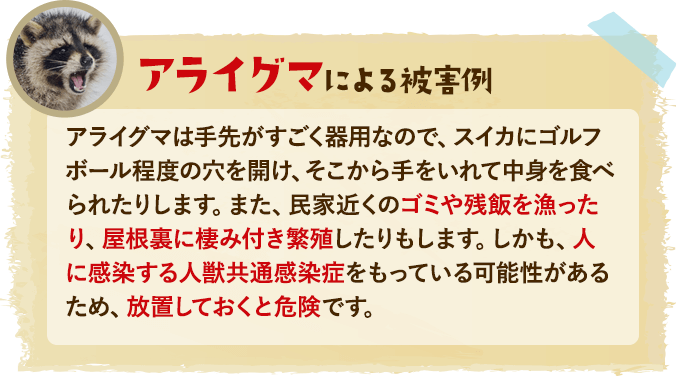アライグマによる被害例：アライグマは手先がすごく器用なので、スイカにゴルフボール程度の穴を開け、そこから手をいれて中身を食べられたりします。また、民家近くのゴミや残飯を漁ったり、屋根裏に棲み付き繁殖したりもします。しかも、人に感染する人獣共通感染症をもっている可能性があるため、放置しておくと危険です。