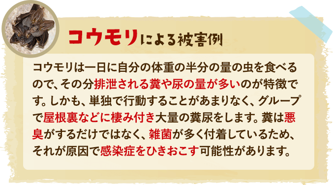コウモリによる被害例：コウモリは一日に自分の体重の半分の量の虫を食べるので、その分排泄される糞や尿の量が多いのが特徴です。しかも、単独で行動することがあまりなく、グループで屋根裏などに棲み付き大量の糞尿をします。糞は悪臭がするだけではなく、雑菌が多く付着しているため、それが原因で感染症をひきおこす可能性があります。