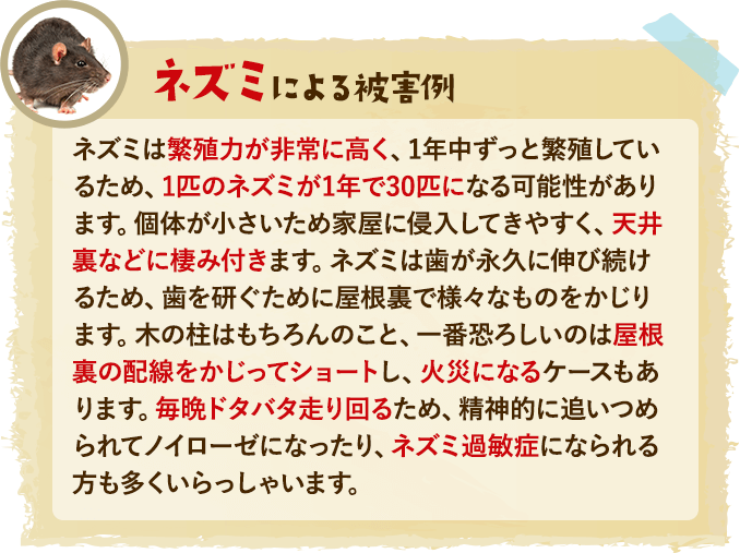 ネズミによる被害例：ネズミは繁殖力が非常に高く、1年中ずっと繁殖しているため、1匹のネズミが1年で30匹になる可能性があります。個体が小さいため家屋に侵入してきやすく、天井裏などに棲み付きます。ネズミは歯が永久に伸び続けるため、歯を研ぐために屋根裏で様々なものをかじります。木の柱はもちろんのこと、一番恐ろしいのは屋根裏の配線をかじってショートし、火災になるケースもあります。毎晩ドタバタ走り回るため、精神的に追いつめられてノイローゼになったり、ネズミ過敏症になられる方も多くいらっしゃいます。
